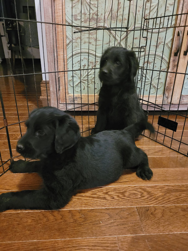 Labradoodles