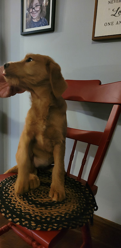 Labradoodles