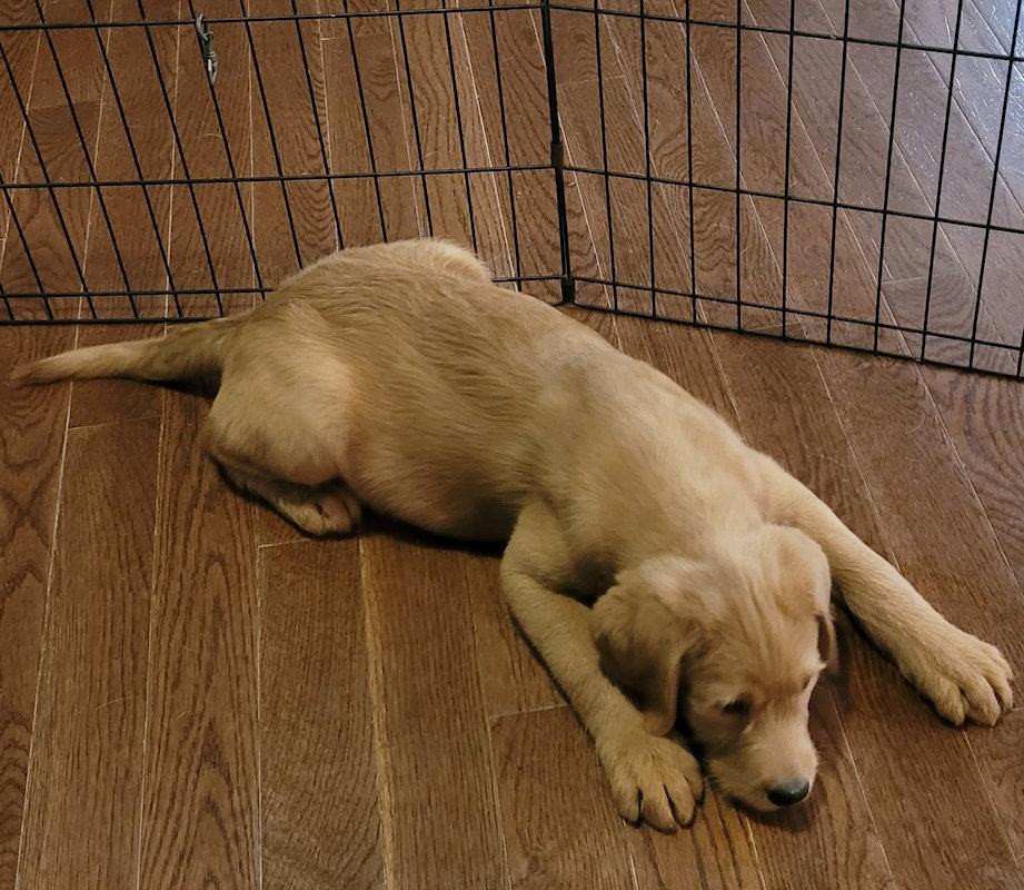 Labradoodles