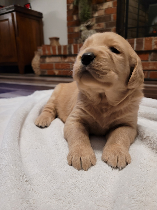 Labradoodles