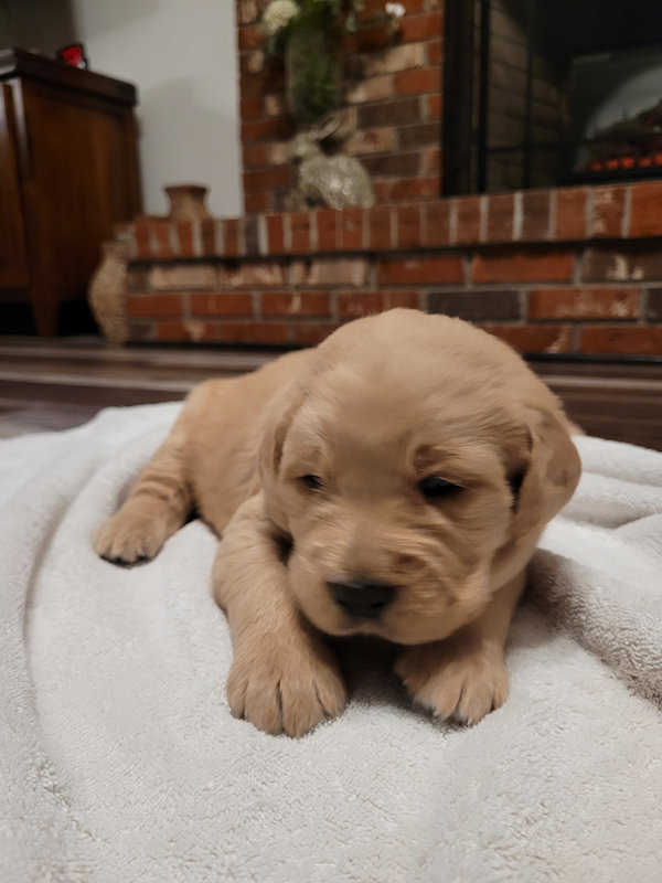 Labradoodles