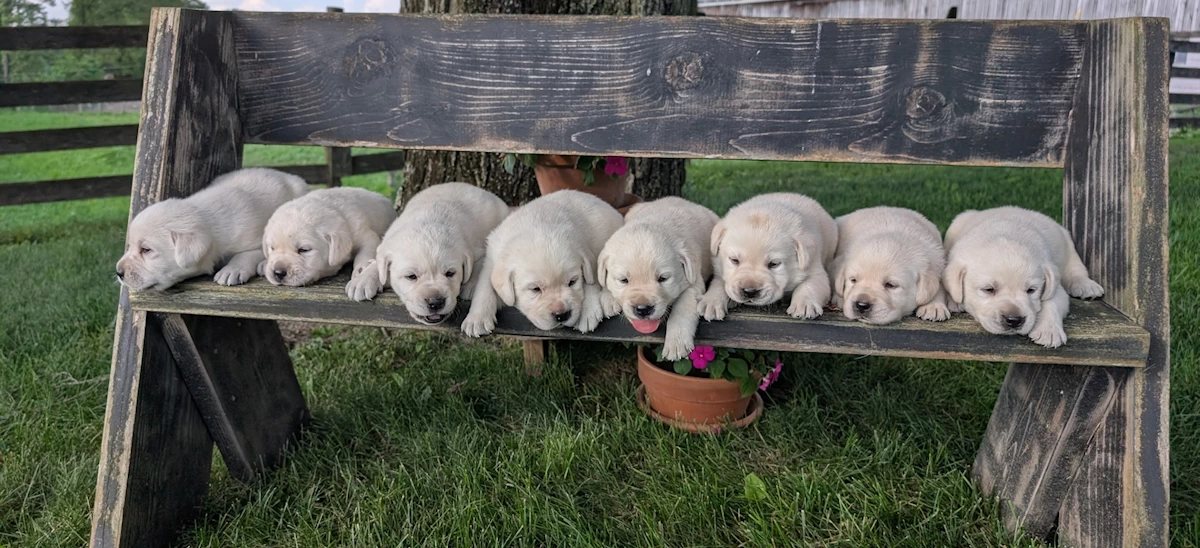 Lab puppies ready to go the week of August 11th. 1 female and 5 males available
